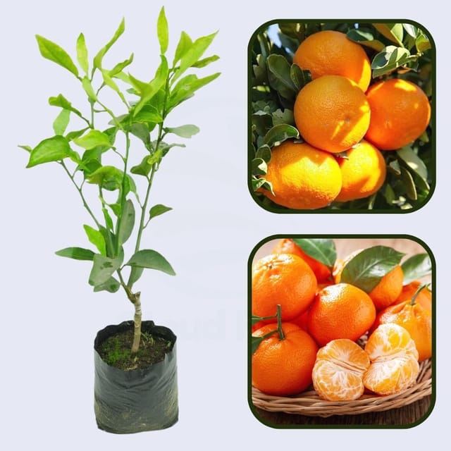 Citrus Honey Sweet Orange Grafted Healthy Fruit Plant