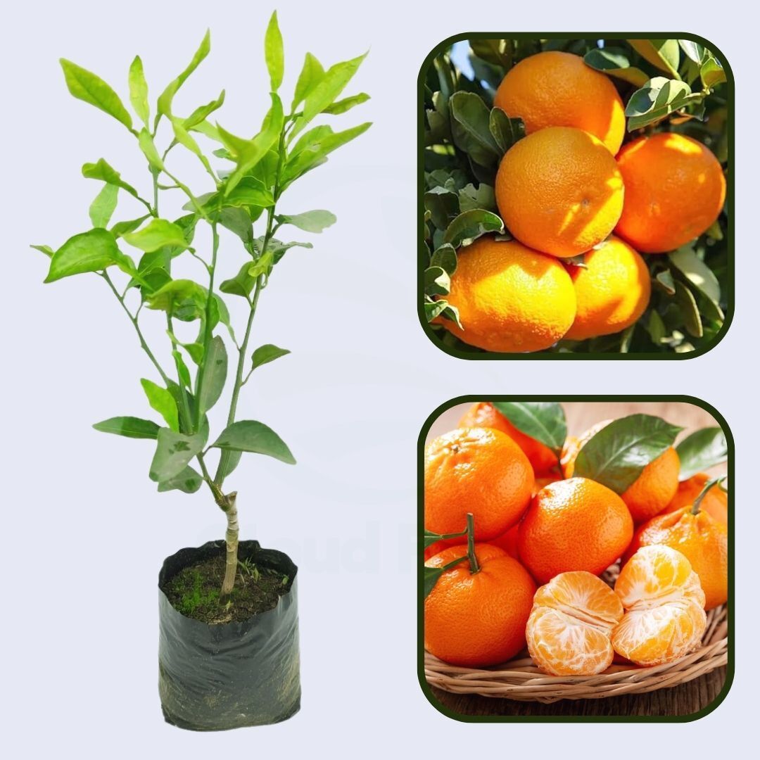 Citrus Honey Sweet Orange Grafted Healthy Fruit Plant