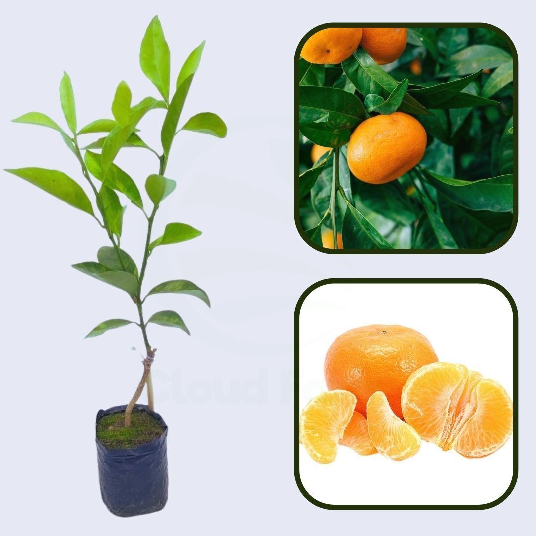 Citrus Imperial Gold Orange Grafted Healthy Fruit Plant
