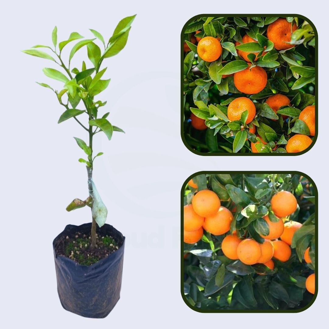 Citrus Imperial Sweet Orange Grafted Healthy Fruit Plant