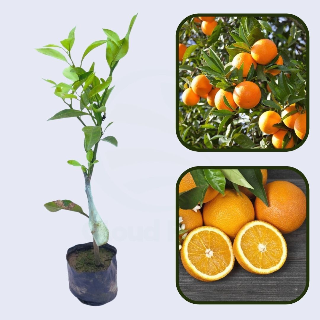 Citrus Island Elite Orange Grafted Healthy Fruit Plant