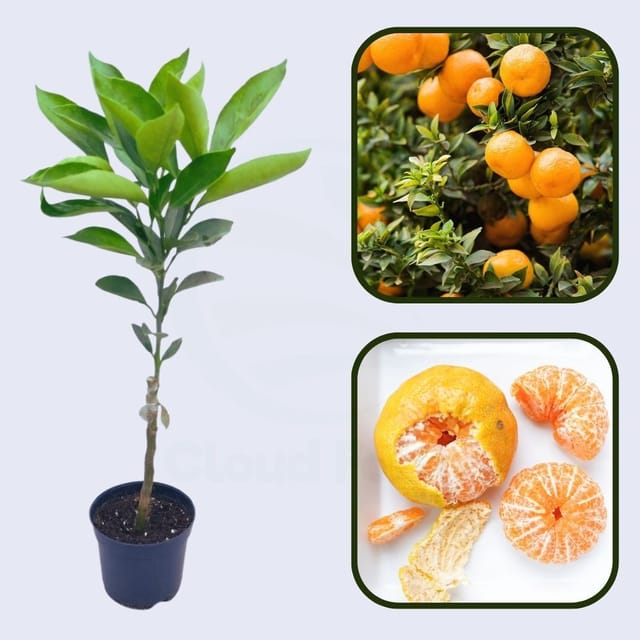 Citrus Island Gold Orange Grafted Healthy Fruit Plant
