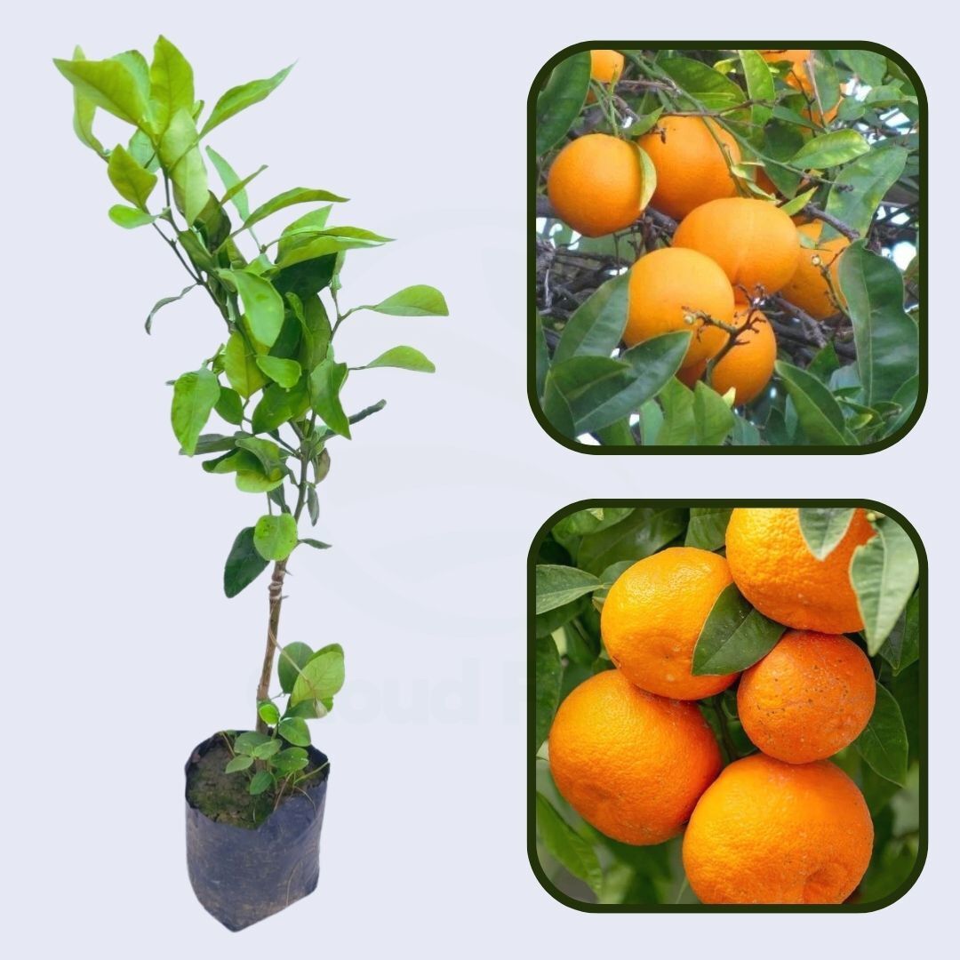 Citrus Island Sweet Orange Grafted Healthy Fruit Plant