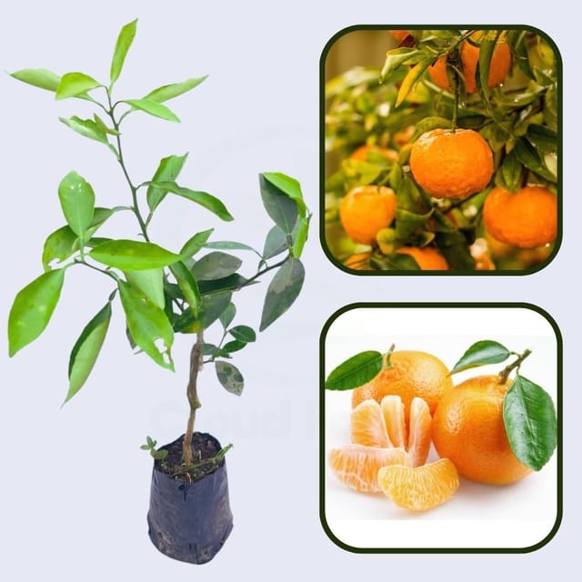 Citrus King Mandarin Orange Grafted Healthy Fruit Plant