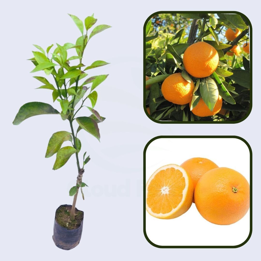 Citrus Legacy Gold Orange Grafted Healthy Fruit Plant