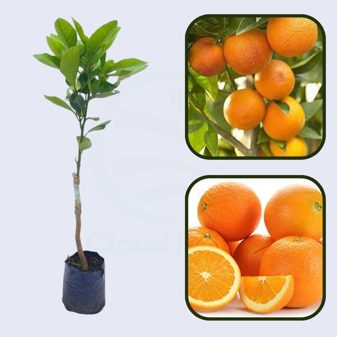 Citrus Legacy Mandarin Orange Grafted Healthy Fruit Plant