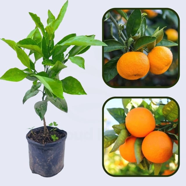 Citrus Legacy Sweet Orange Grafted Healthy Fruit Plant