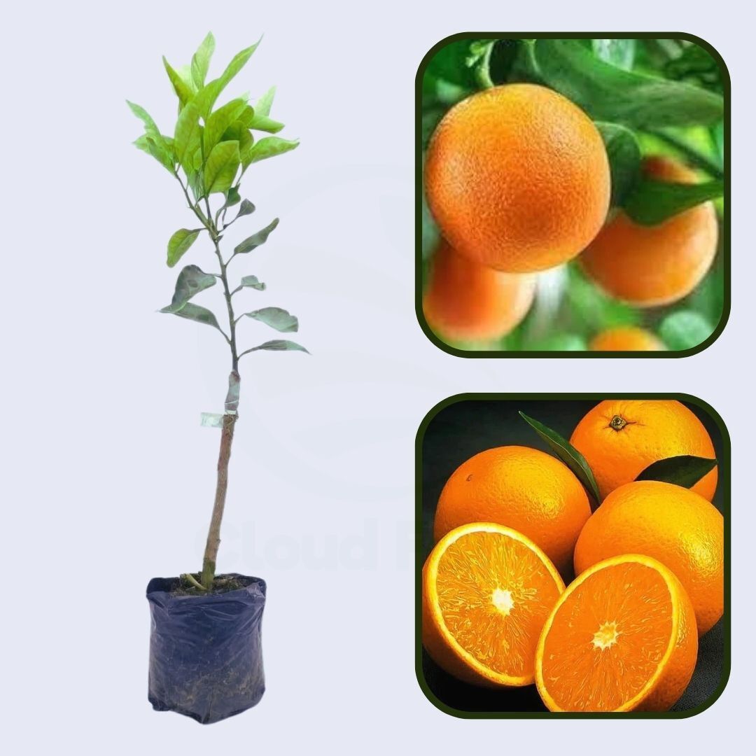 Citrus Mega Gold Orange Grafted Healthy Fruit Plant