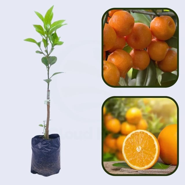 Citrus Mega Sweet Orange Grafted Healthy Fruit Plant