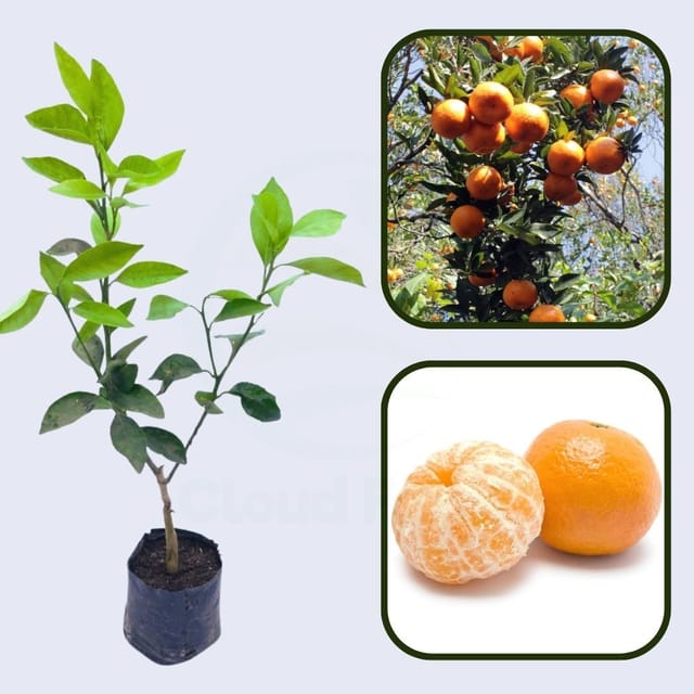 Citrus Monarch Gold Orange Grafted Healthy Fruit Plant