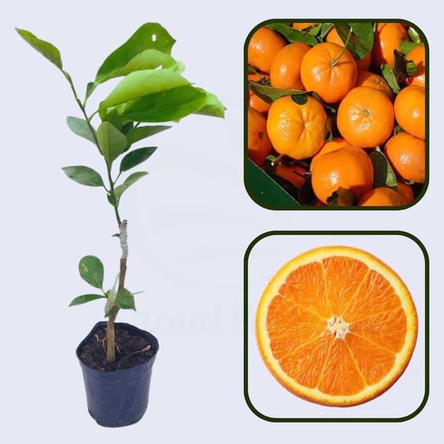 Citrus Monarch Sweet Orange Grafted Healthy Fruit Plant