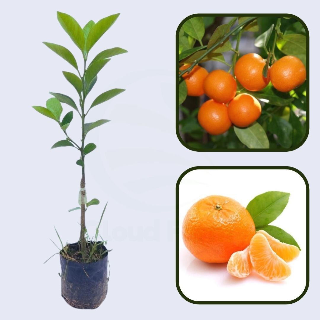 Citrus Morning Elite Orange Grafted Healthy Fruit Plant