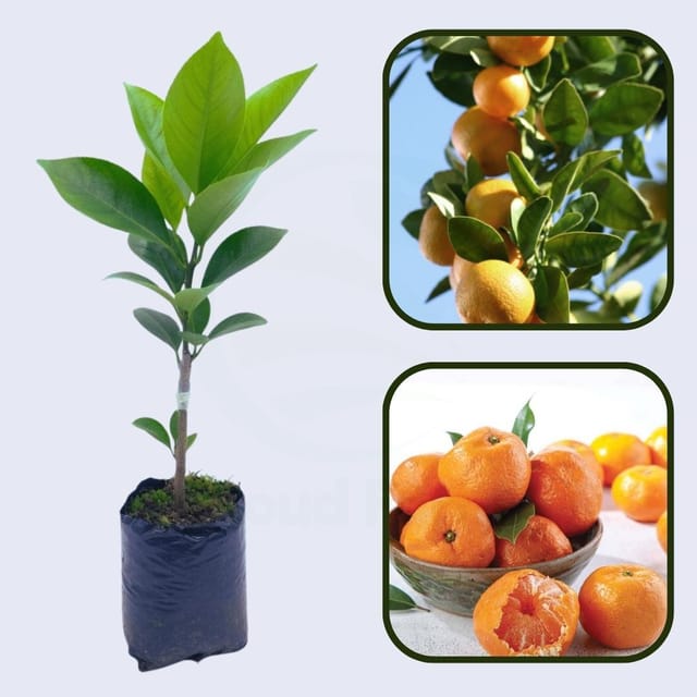 Citrus Morning Prime Orange Grafted Healthy Fruit Plant