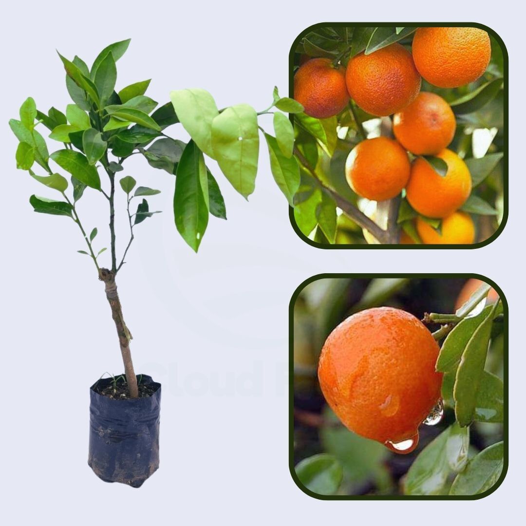 Citrus Morning Sweet Orange Grafted Healthy Fruit Plant
