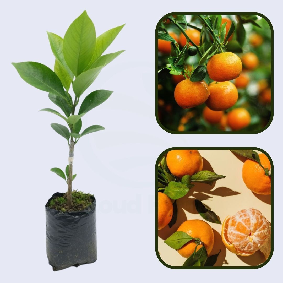 Citrus Mountain Elite Orange Grafted Healthy Fruit Plant