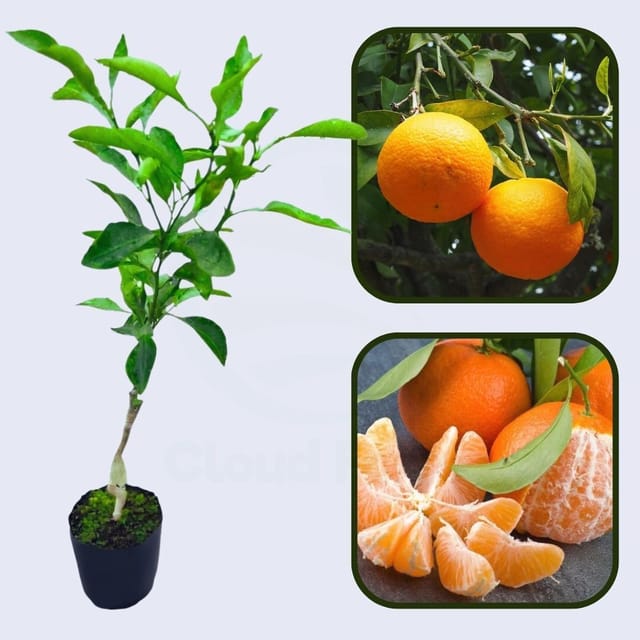 Citrus Mountain Gold Orange Grafted Healthy Fruit Plant