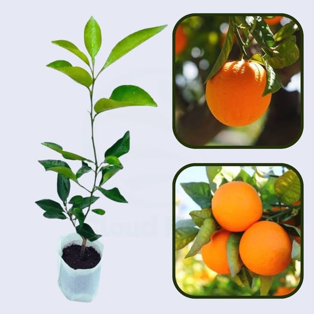 Citrus Mountain Sweet Orange Grafted Healthy Fruit Plant