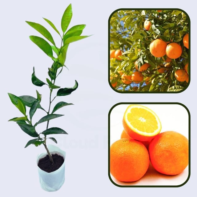 Citrus Nectar Sweet Orange Grafted Healthy Fruit Plant