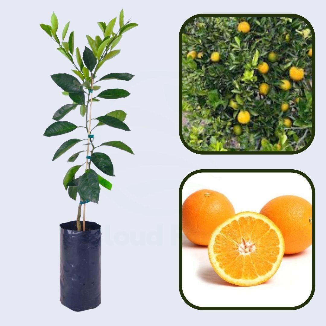 Citrus Noble Gold Orange Grafted Healthy Fruit Plant