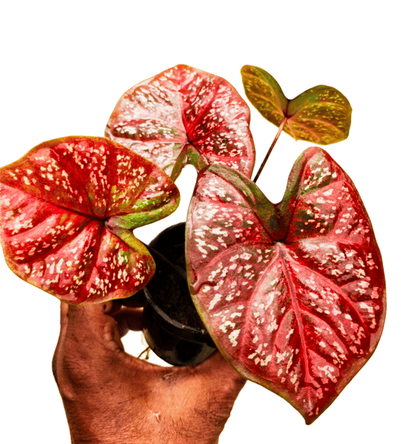 Multi Color Foliage Caladium Hybrid Pack of 1