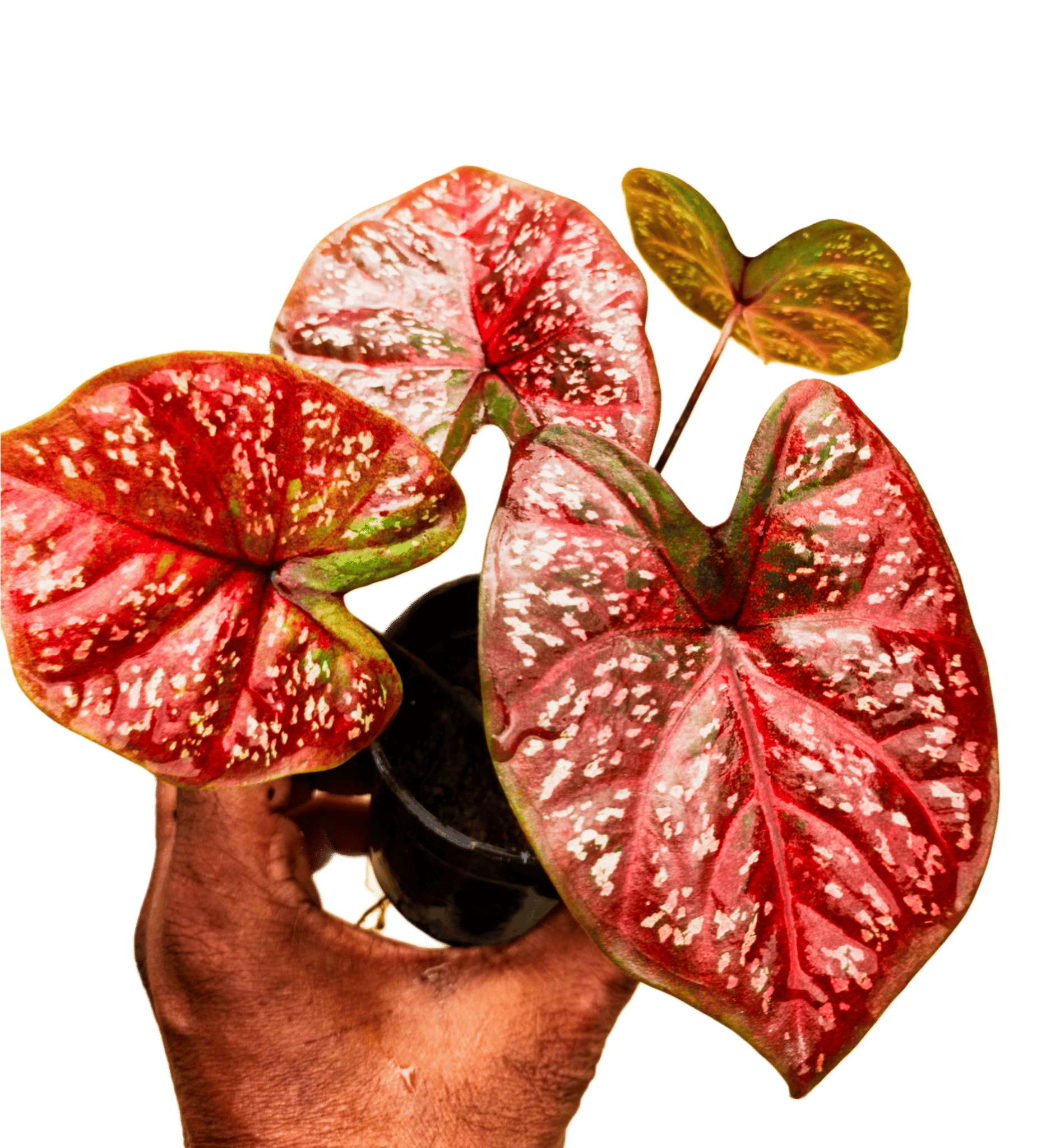 Multi Color Foliage Caladium Hybrid Pack of 1