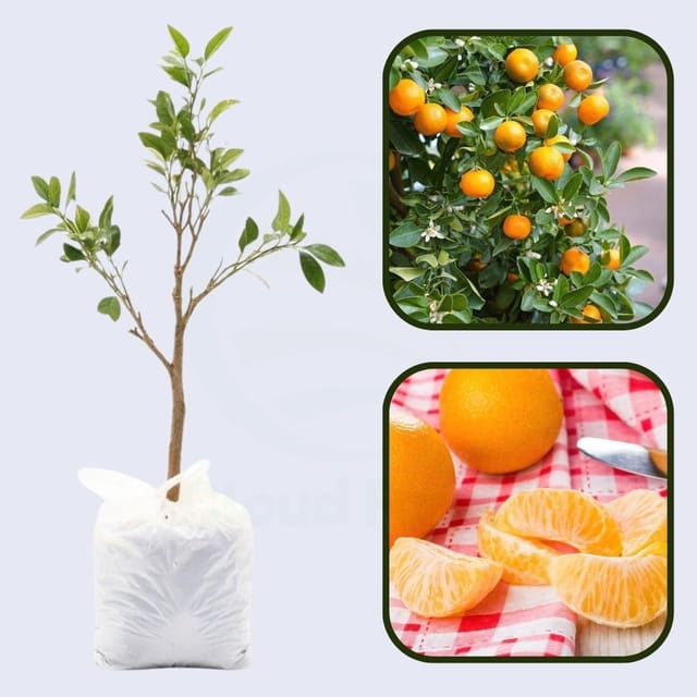 Citrus Premium Sweet Gold Orange Grafted Healthy Fruit Plant
