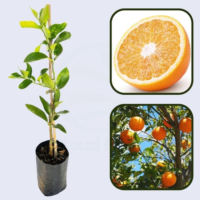 Citrus Prestige Gold Orange Grafted Healthy Fruit Plant