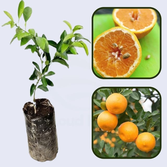 Citrus Prestige Mandarin Orange Grafted Healthy Fruit Plant