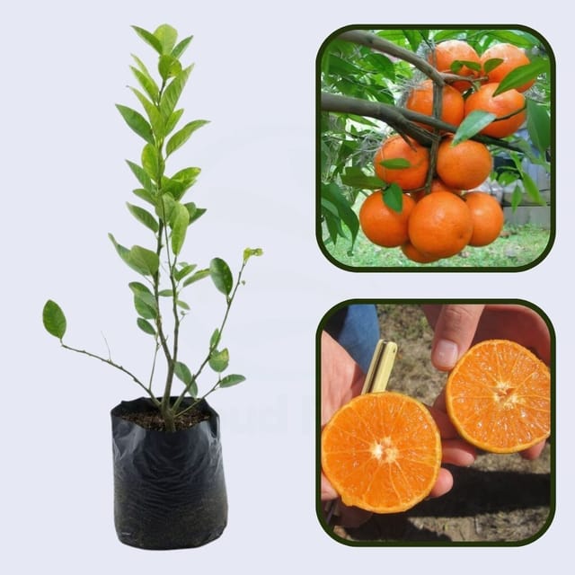 Citrus Prestige Sweet Orange Grafted Healthy Fruit Plant