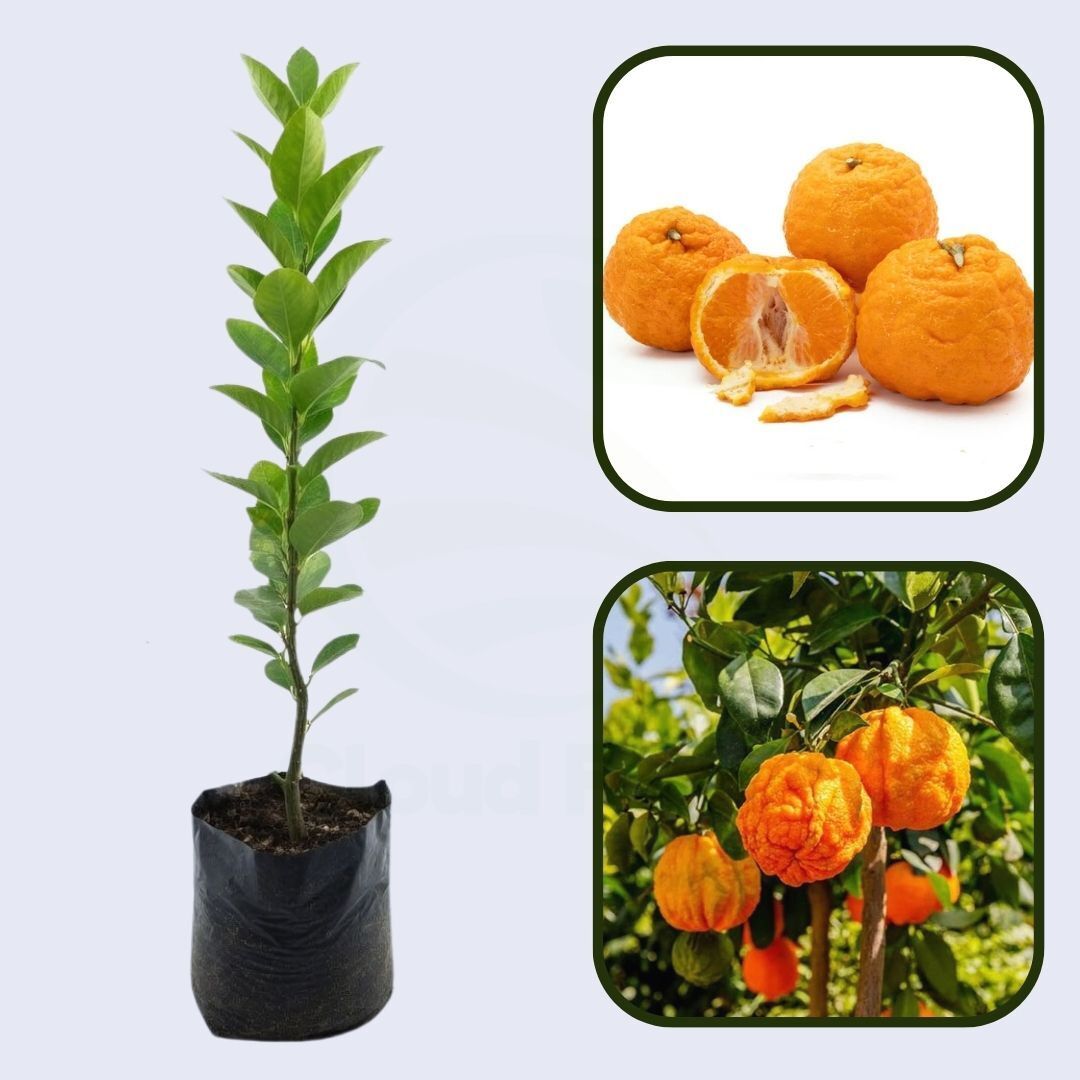 Citrus Prime Gold Orange Grafted Healthy Fruit Plant