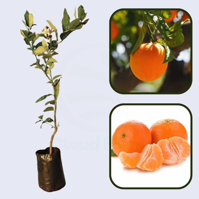 Citrus Prime Sweet Orange Grafted Healthy Fruit Plant