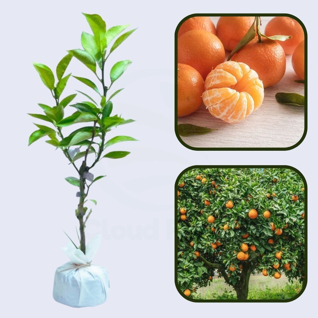 Citrus Queen Mandarin Orange Grafted Healthy Fruit Plant