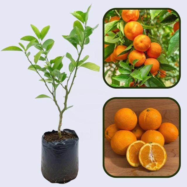 Citrus River Sweet Orange Grafted Healthy Fruit Plant Citrus River Sweet Orange Grafted Healthy Fruit Plant