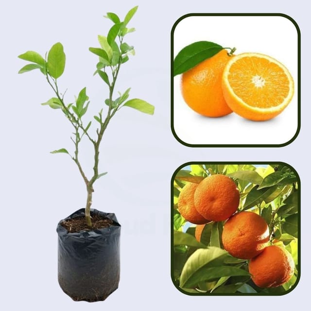 Citrus Royal Gold Orange Grafted Healthy Fruit Plant