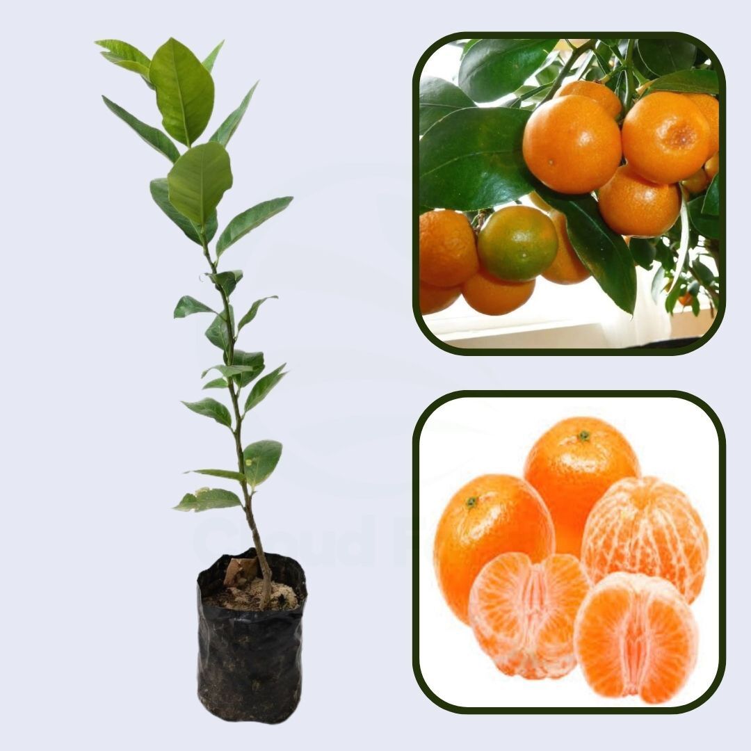 Citrus Royal Prime Orange Grafted Healthy Fruit Plant