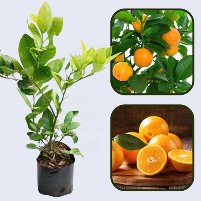 Citrus Select Sweet Orange Grafted Healthy Fruit Plant