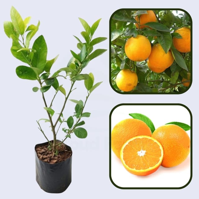 Citrus Shine Sweet Orange Grafted Healthy Fruit Plant
