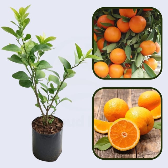 Citrus Spark Sweet Orange Grafted Healthy Fruit Plant