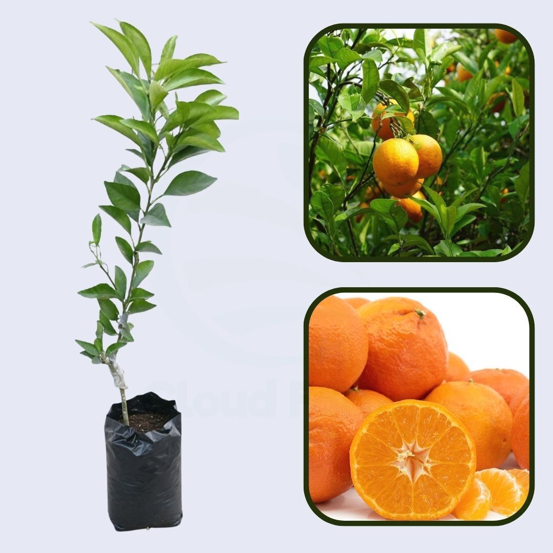 Citrus Star Gold Orange Grafted Healthy Fruit Plant