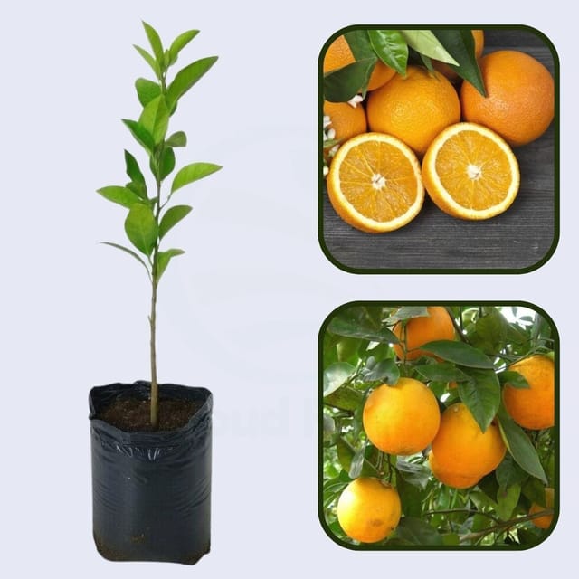 Citrus Star Sweet Orange Grafted Healthy Fruit Plant