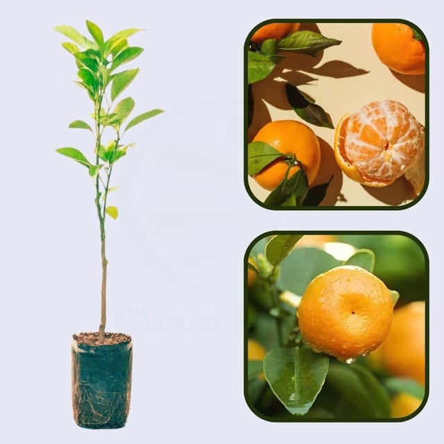 Citrus Sunrise Elite Orange Grafted Healthy Fruit Plant Citrus Sunrise Elite Orange Grafted Healthy Fruit Plant