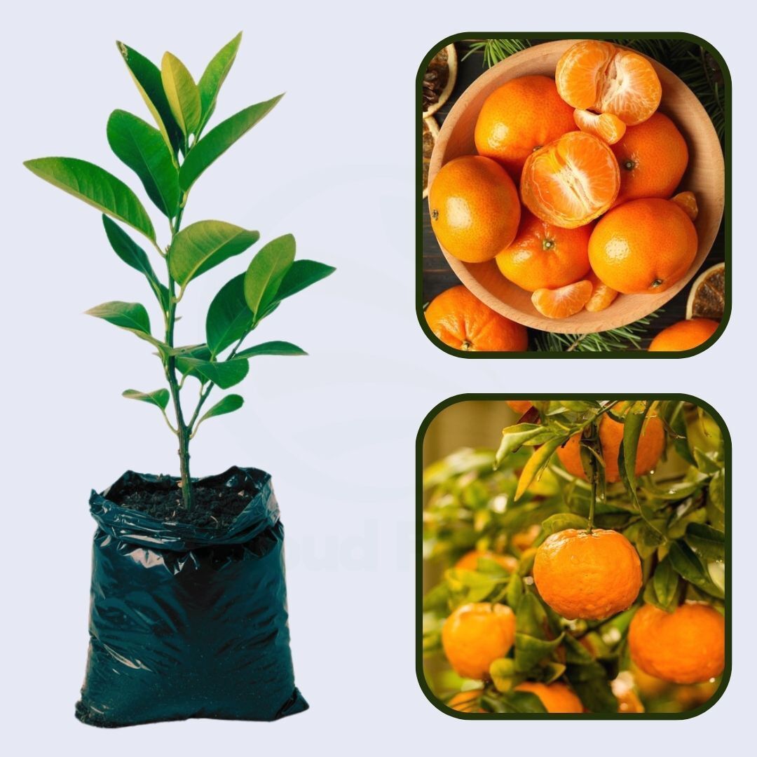 Citrus Sunrise Gold Orange Grafted Healthy Fruit Plant