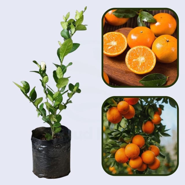 Citrus Sunrise Prime Orange Grafted Healthy Fruit Plant
