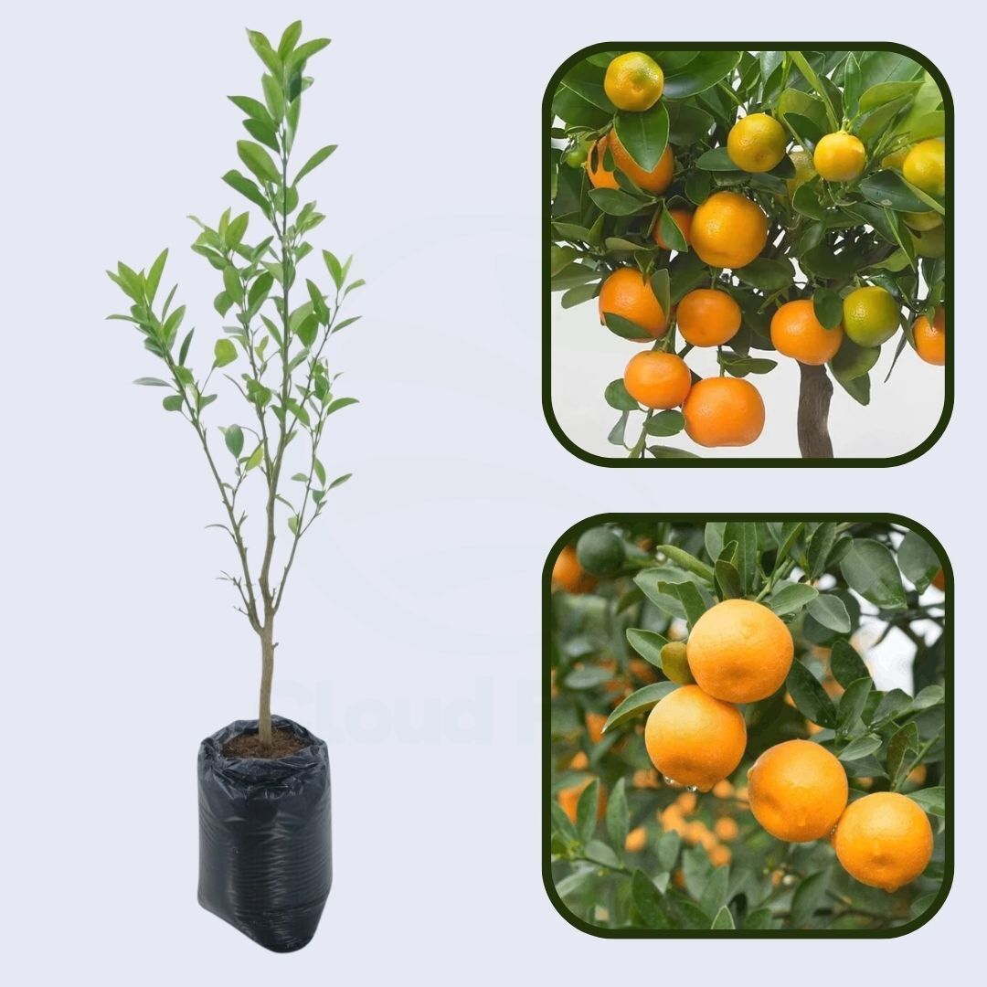 Citrus Sunrise Sweet Orange Grafted Healthy Fruit Plant