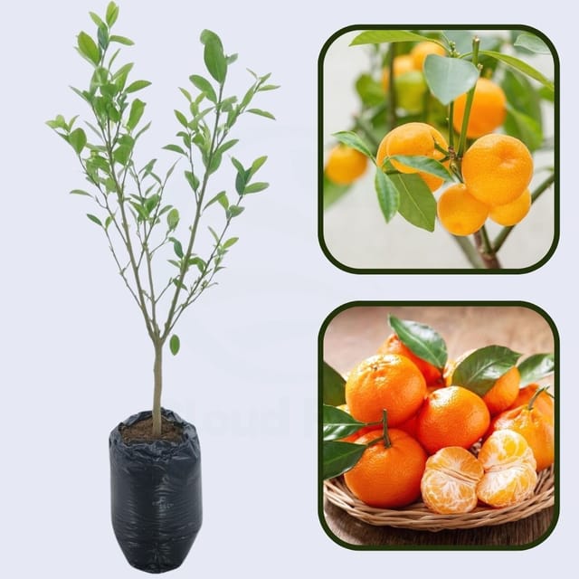 Citrus Sunset Elite Orange Grafted Healthy Fruit Plant