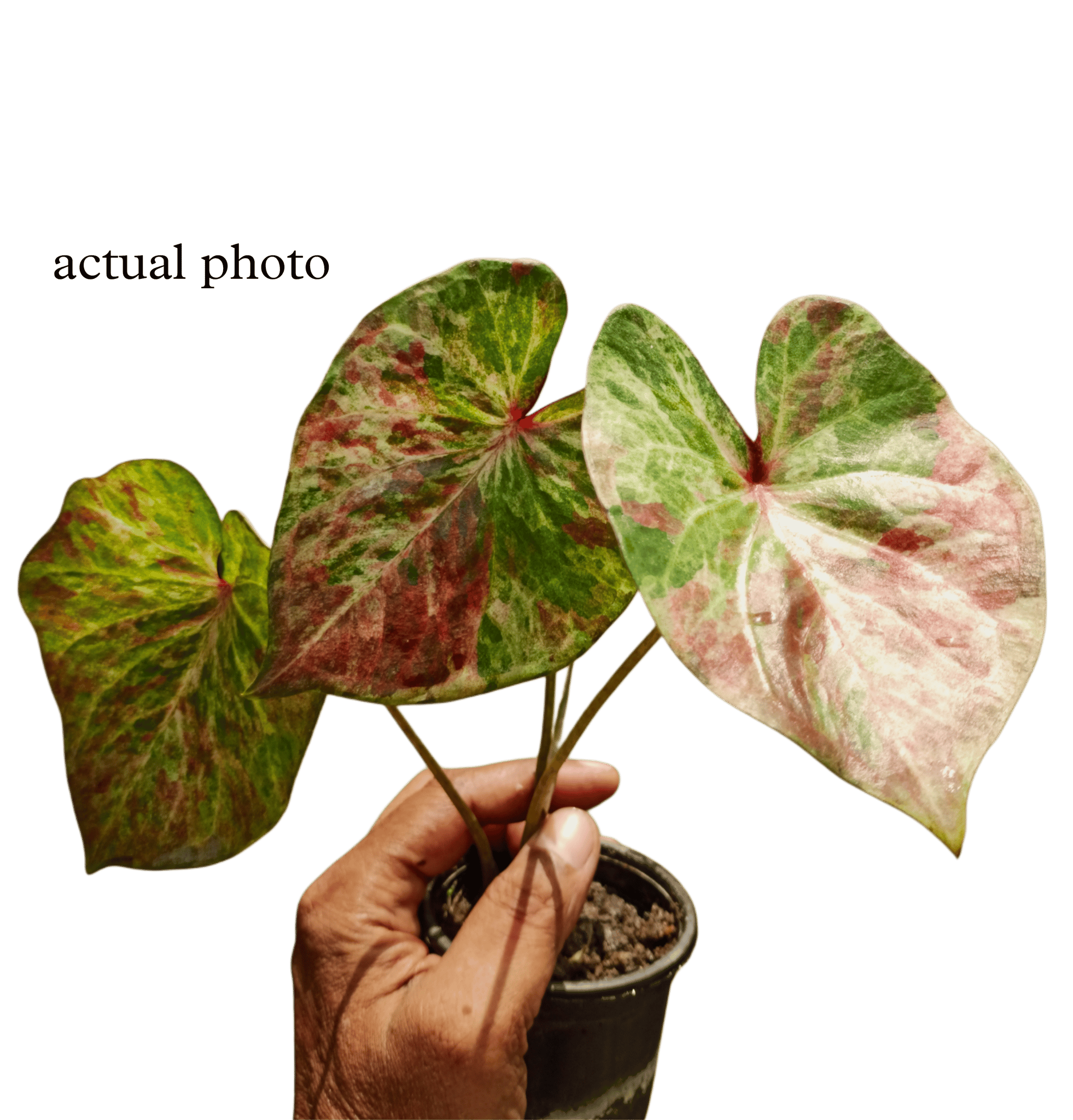 VIBRANT ATTRACTIVE INDOOR OUTDOOR SUMMER PLANT PACK OF ONE