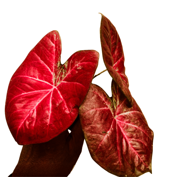 COLORFUL FOLIAGE PLANT IMPORTED PACK OF ONE CALADIUM COLORFUL FOLIAGE PLANT IMPORTED PACK OF ONE CALADIUM