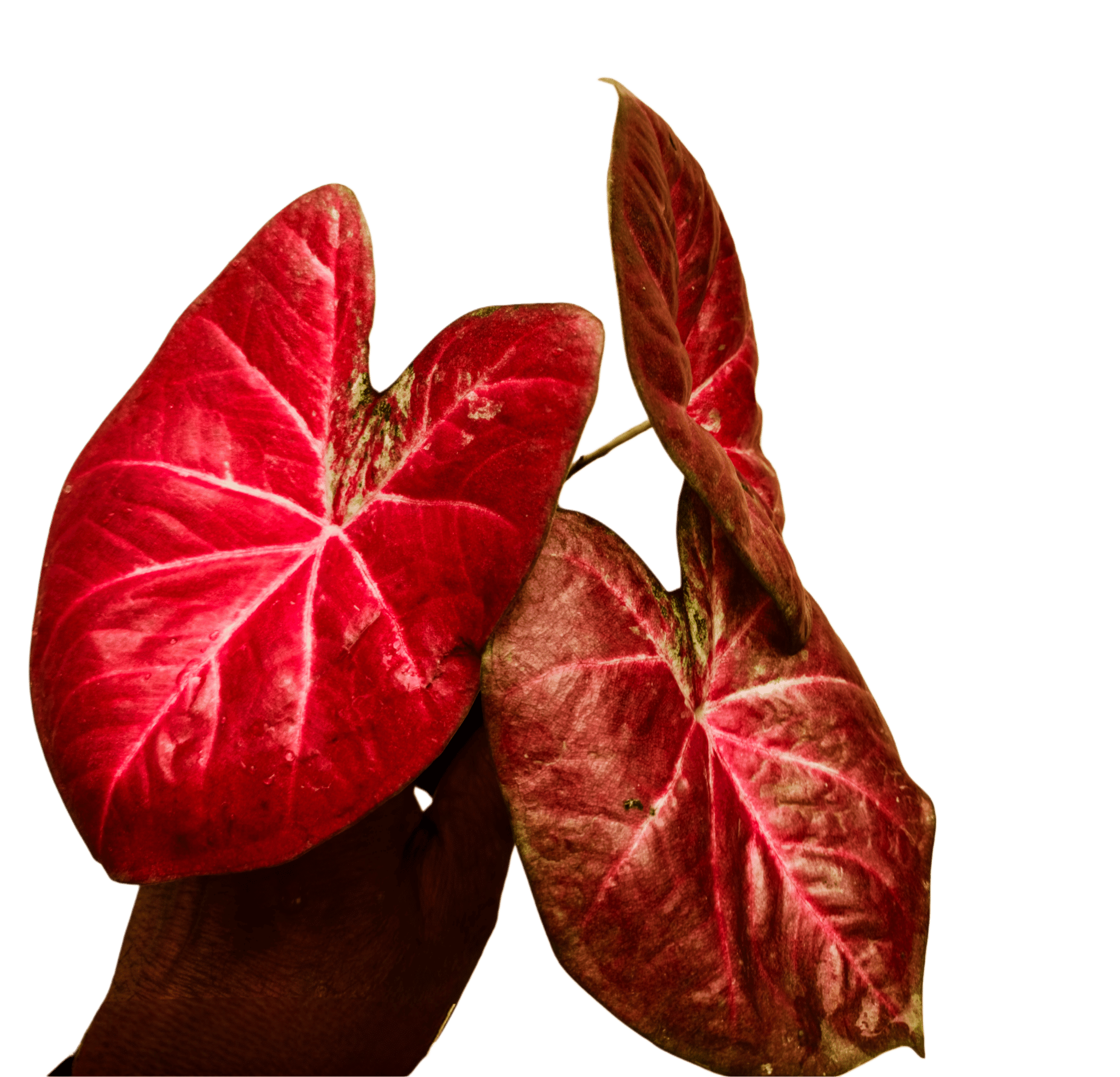 COLORFUL FOLIAGE PLANT IMPORTED PACK OF ONE CALADIUM