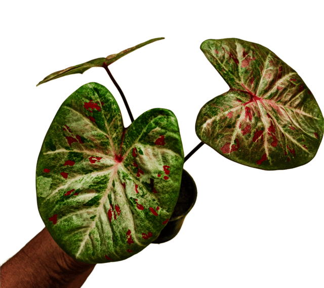 THAI VARIETY IMPORTED CALADIUM PACK OF 1
