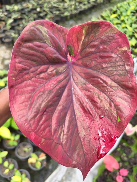 Thai Imported Caladium Plant - Exotic Rare Ornamental Foliage Plant | Vibrant Multicolour Leaves Thai Imported Caladium Plant - Exotic Rare Ornamental Foliage Plant | Vibrant Multicolour Leaves